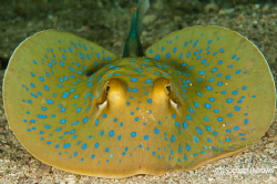 Juvenile Spotted Ray by Spencer Burrows 